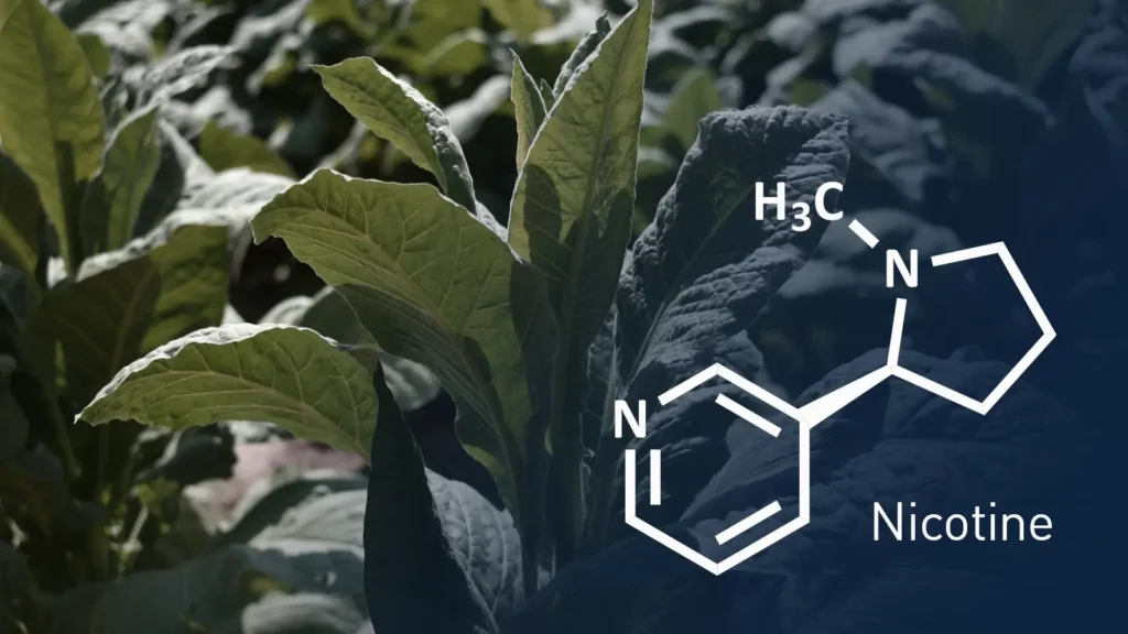 نیکوتین جویس و سالت