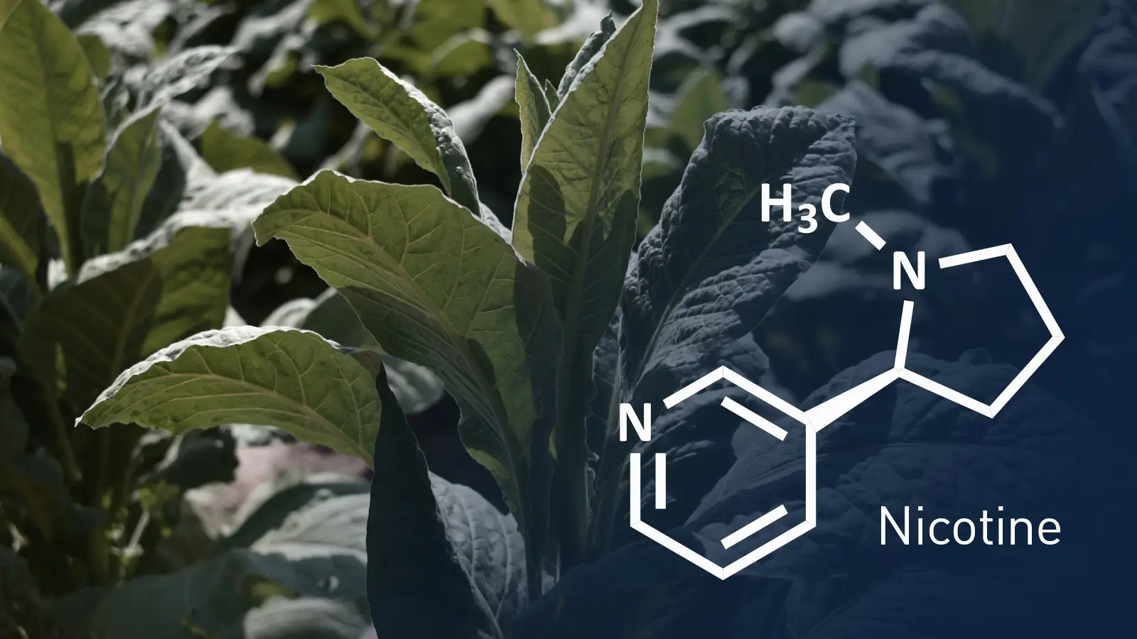 نیکوتین جویس و سالت